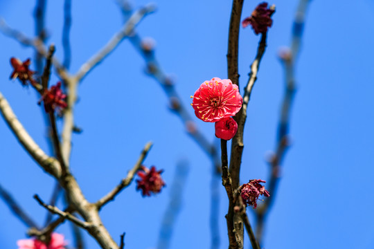 紅梅花 賞梅 梅枝梅花 梅樹