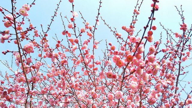 梅花