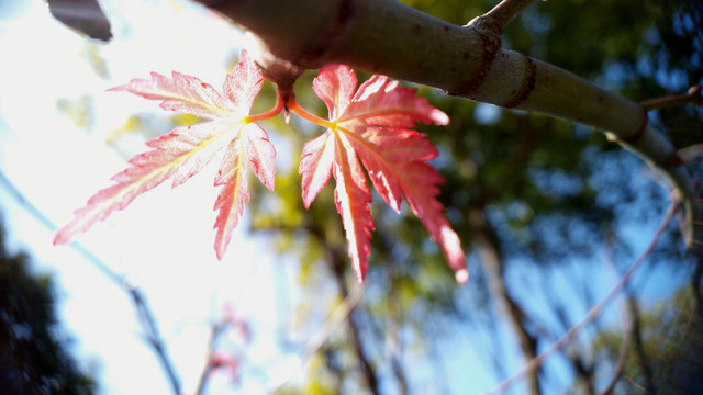 紅葉