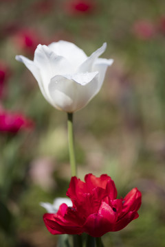 郁金香花
