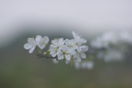 李花