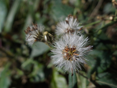 野花