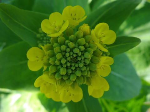 菜花