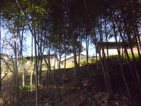 竹林