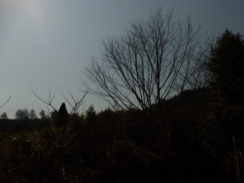 樹影天空