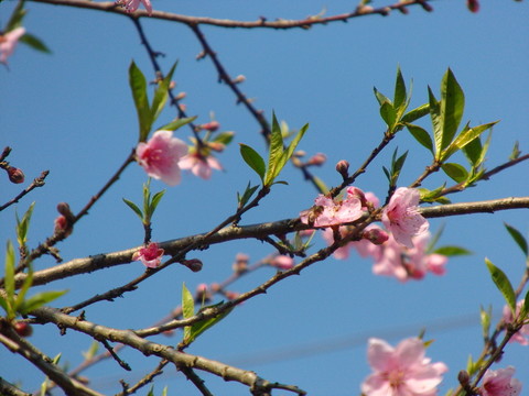 桃花枝頭