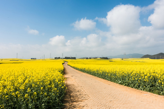 羅平油菜花海中的小路