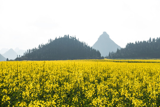 羅平油菜花海奶頭山