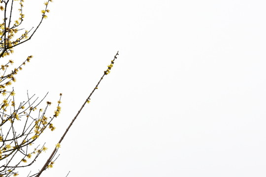 梅花
