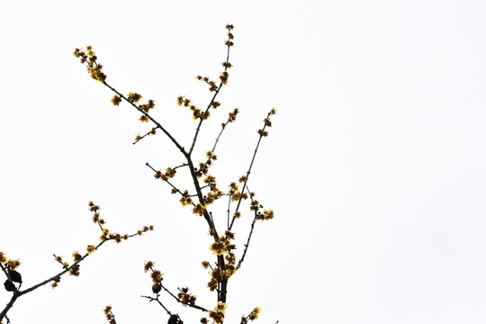 梅花