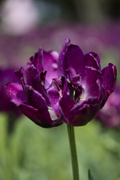 郁金香花