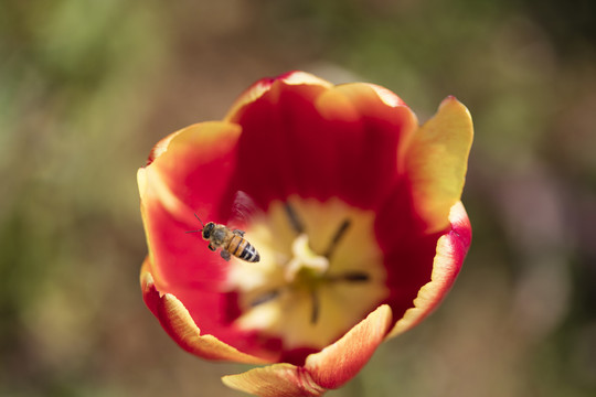 郁金香花