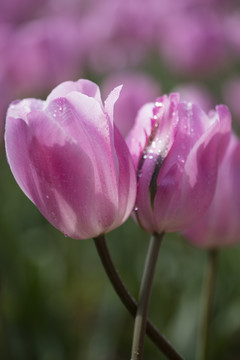 郁金香花