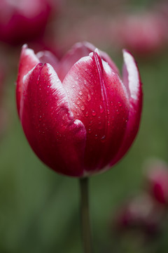 郁金香花