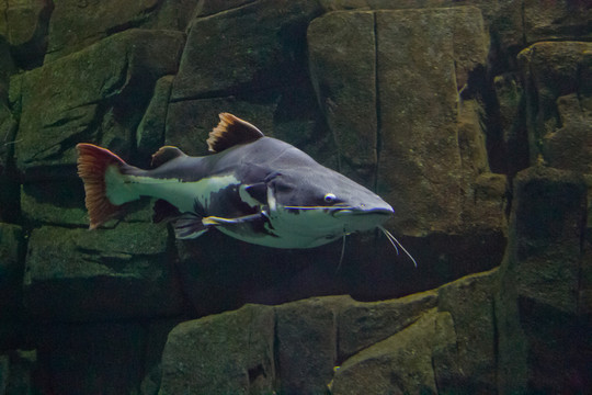 鯊魚