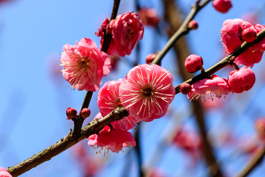 梅枝梅花 梅枝 花枝花朵 花卉