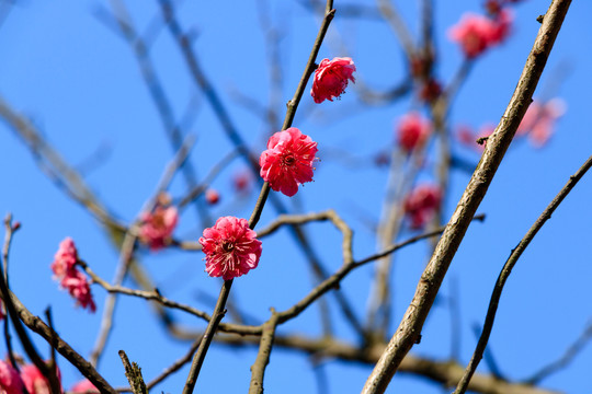 梅枝梅花 梅枝 花枝花朵 花卉