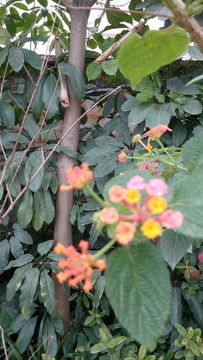 花 小花 植物 花卉 花草