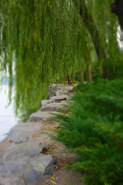 北海公園的柳樹