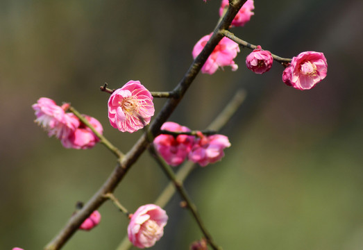 梅花