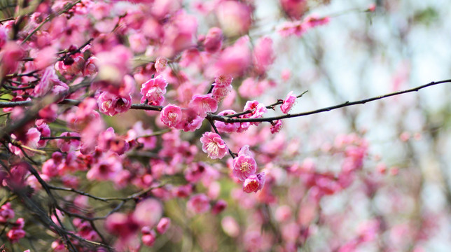 梅花