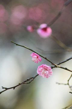 梅花
