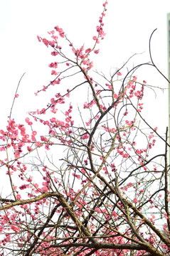 梅花