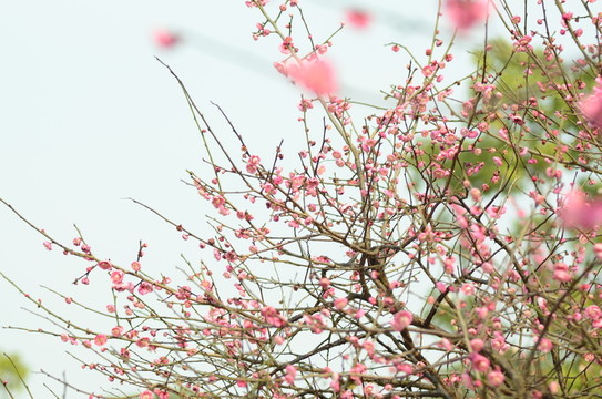 梅花