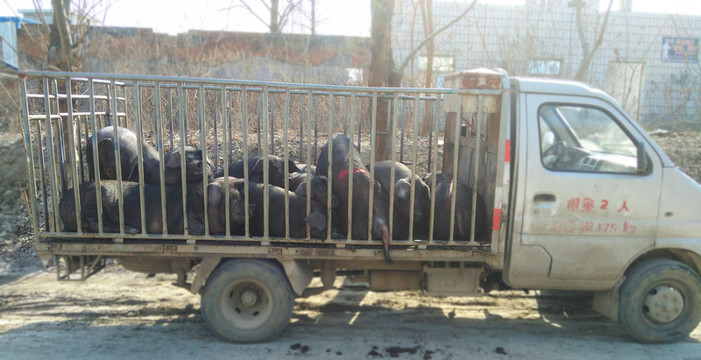 車?yán)锏暮谪i
