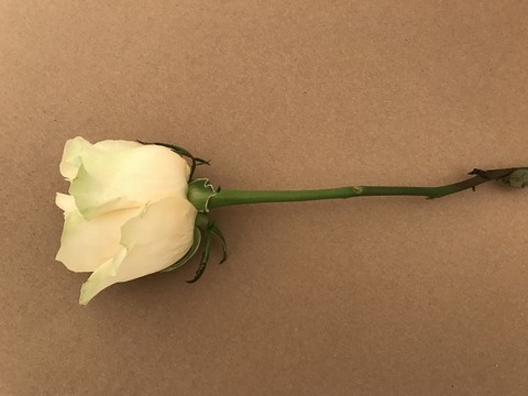 最新玫瑰攝影