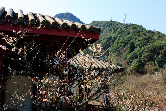 枝條梅花 自然 花朵開放 梅花