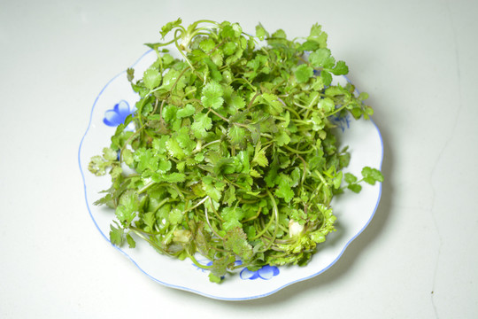 香菜