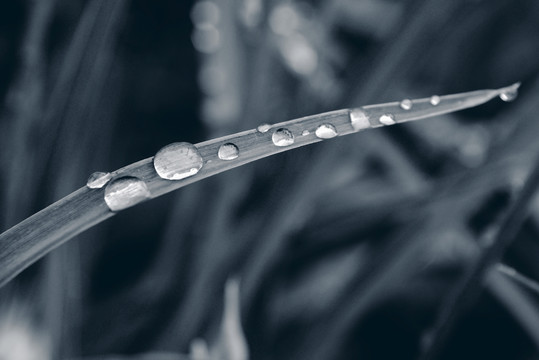 黑白雨珠葉子
