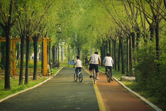 林蔭路上騎車的一家三口