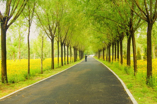 樹林小路
