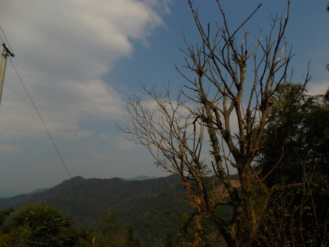 天空樹(shù)枝