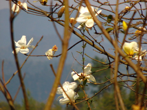 桐子花