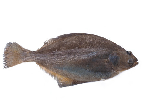 偏口魚比目魚