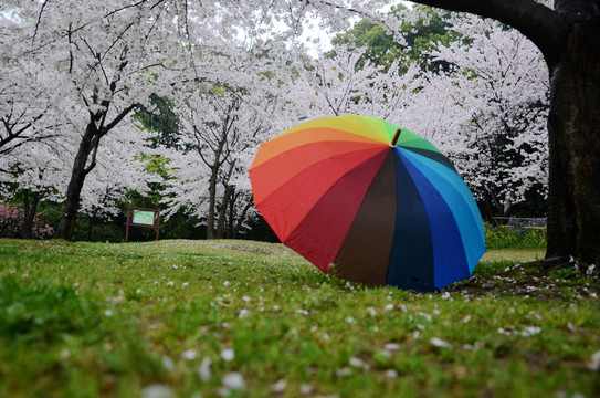 櫻花