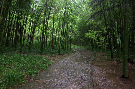 竹林雨后