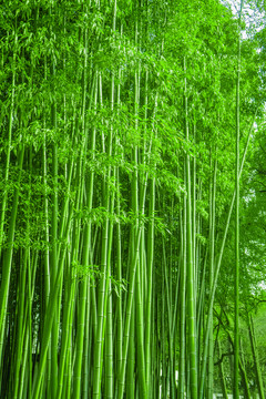 竹林風(fēng)光 竹林背景竹林素材