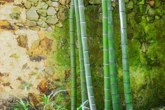 竹林圍墻