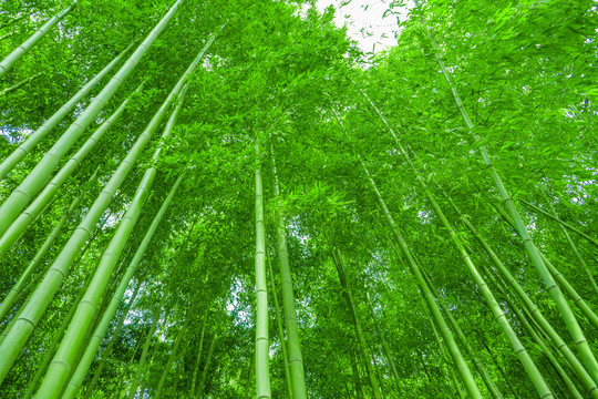 竹林背景 高清竹林