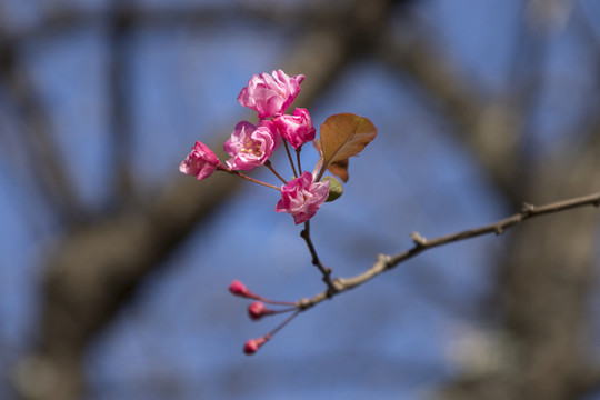 垂絲海棠花