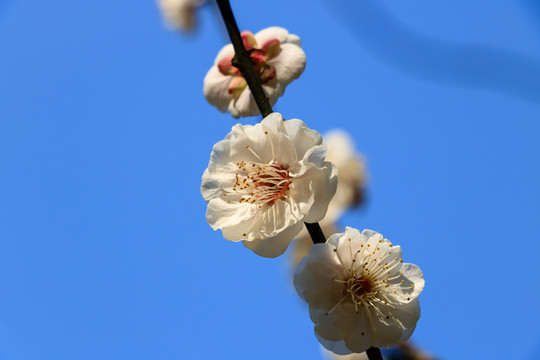 梅花 紅梅 樹枝 紅花