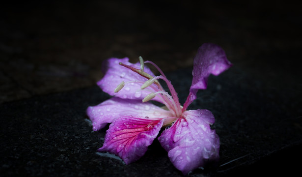 洋紫荊