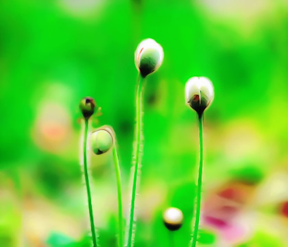油畫