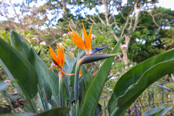鶴望蘭 天堂鳥 極樂鳥花
