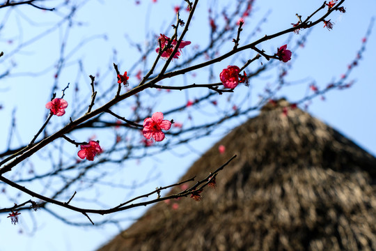 茅草屋上紅梅爭(zhēng)艷