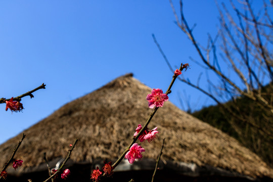 茅草屋上紅梅爭艷
